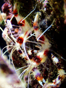 Banded Coral Shrimp (Stenopus hispidus) by Brad Ryon 